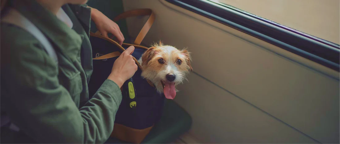 Smoke test 0708 - Should Pets Be Allowed on Public Transport at Any Time, or Only During Off-Peak Hours?